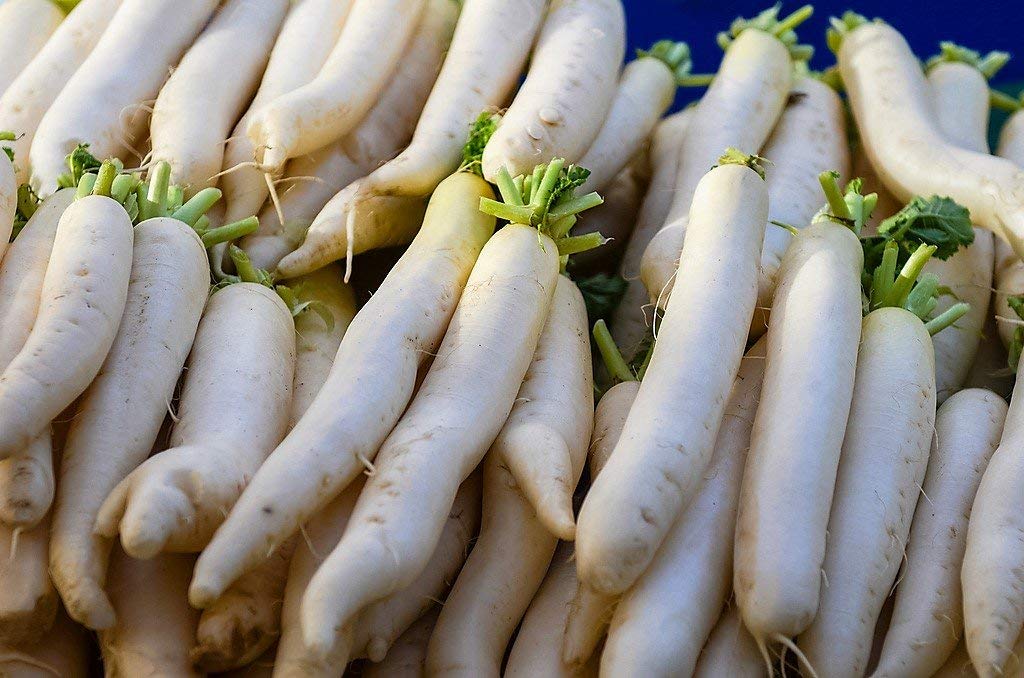 Buy 500 Japanese MINOWASE Radish Huge Daikon White Raphanus Sativus