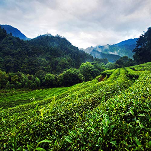 250g Grado superior Da hong pao Té Gran túnica roja Té Oolong té negro Té Dahongpao - Imagen 8