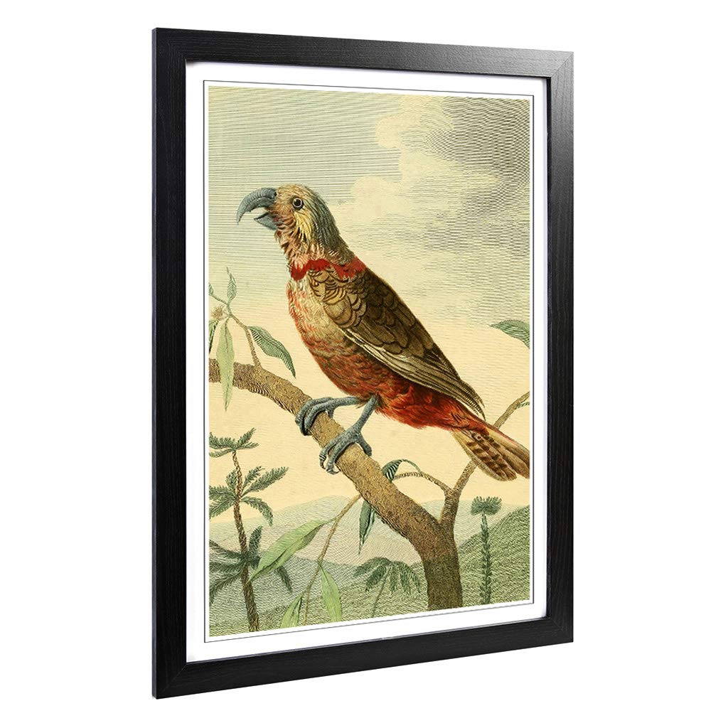 Big Box Art Framed Print of Vintage Charles R Ryley Southern Brown Parrot Design | Wall Art Picture| Home Decor for Kitchen, Living Room, Bedroom, Hallway, Black, A2 / 24.5x18 Inch / 62x45cm