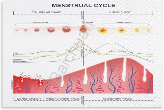 MQXFCZUX Hormones of the Menstrual Cycle Poster Biology Science Educational Chart Guide for Study Room Classroom Wellness Office Unframed,12x18inch30x45cm