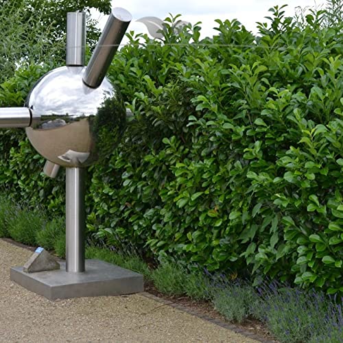 Gardline - Groblttriger Kirschlorbeer 80-100cm IM TOPF.3-200 Pflanzen. Kirschlorbeer Hecke - 82 St. (ca. 33 Meter) : Amazon.de: Garten