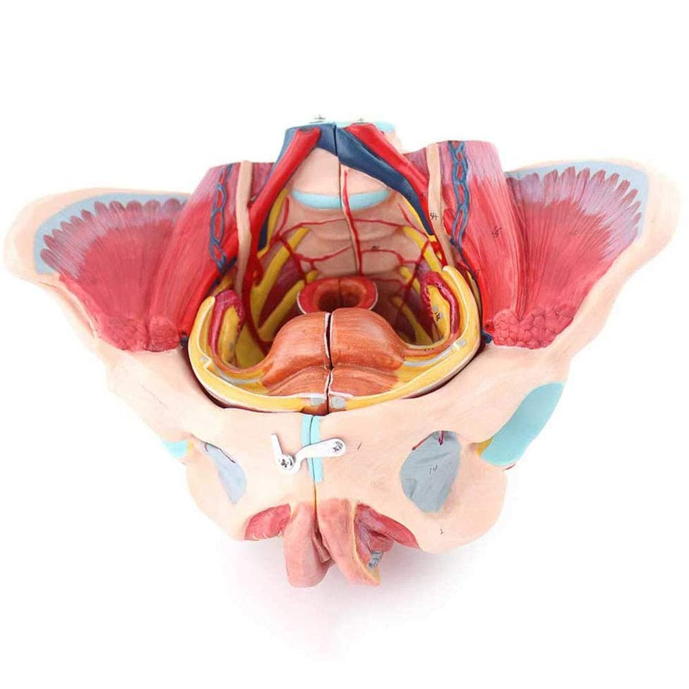 Modèle pelvis féminin avec organes reproducteurs et nerfs en 4 parties