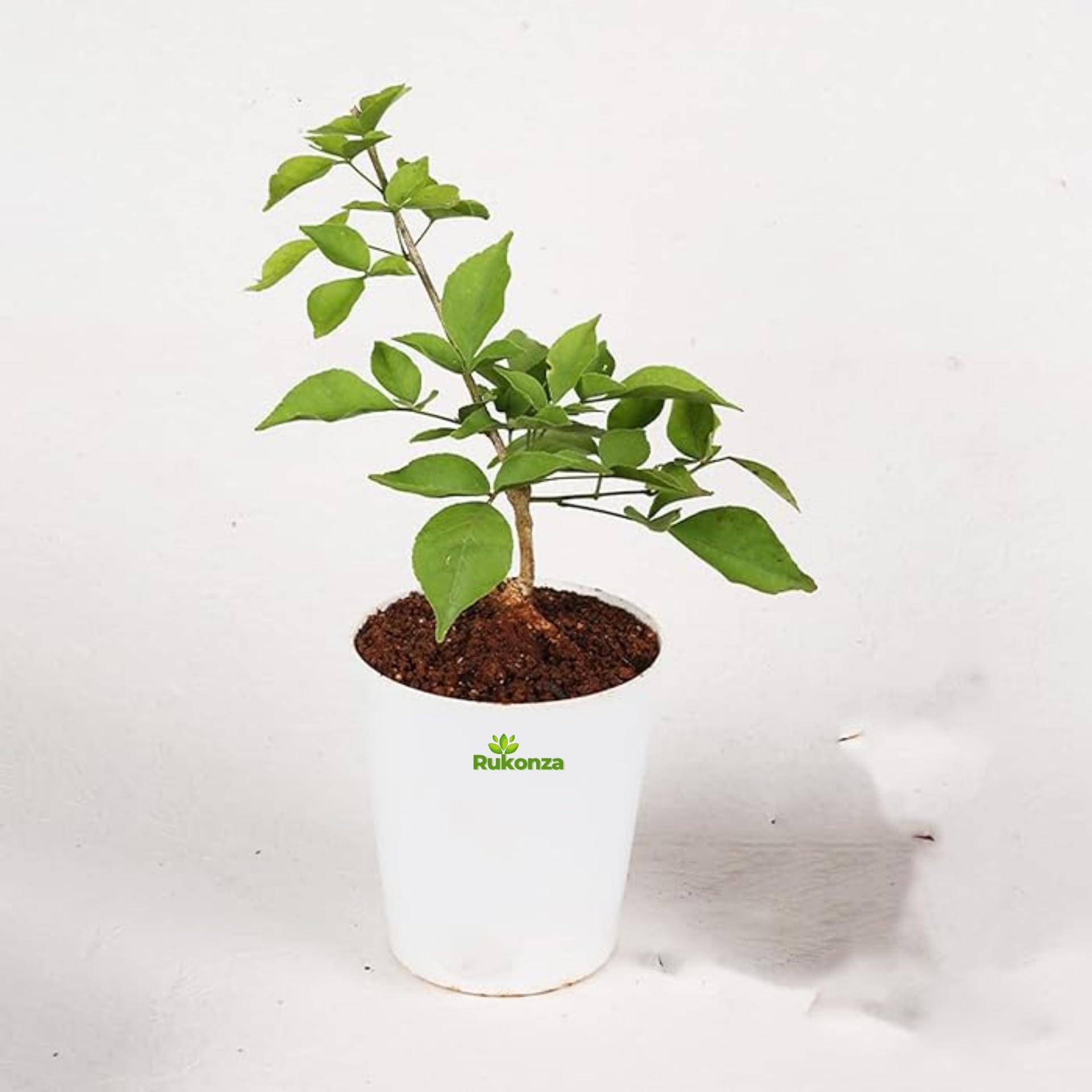 See full amazon price history chart for Rukonza Thai Bel Patra Grafted Live Plant, Bilva Patra Fruit With in 1 year - 1 Plant With Pot Rukonza Thai Bel Patra Grafted Live Plant, Bilva Patra Fruit With in 1 year - 1 Plant With Pot (B0DBYTBCDP) Amazon Price History, Amazon Price Tracker