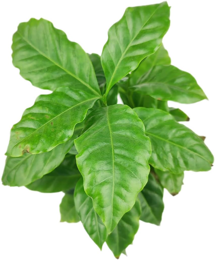 Coffee Plant (4" Grower Pot) - Coffea Arabica - Live Tropical Houseplants - Easy to Care Indoor Houseplant