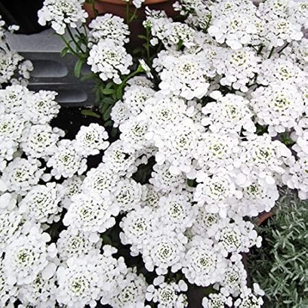 Amazon 国華園 種 花たね 多年草 宿根イベリス 1袋 100mg 郵便 21年春商品 花