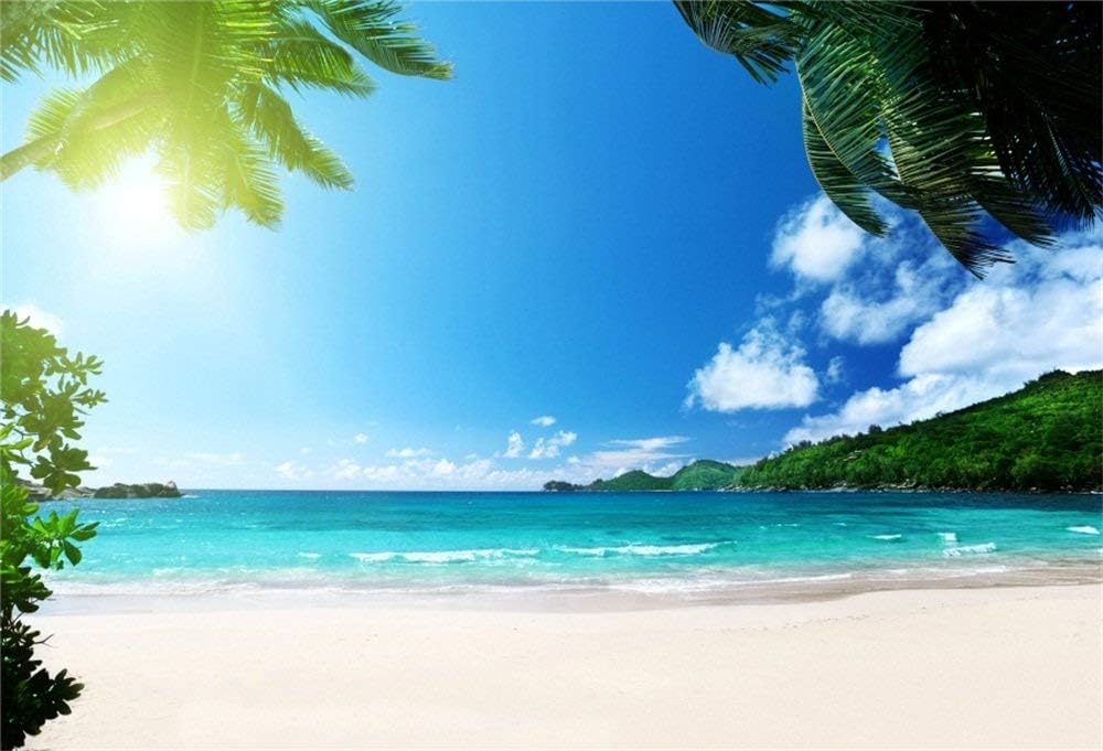 foto di sfondo foresta