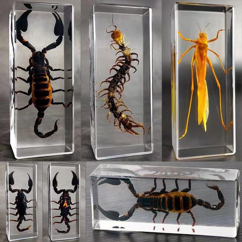 Starfish(Stelleroid)Paperweights Specimen For Science Education