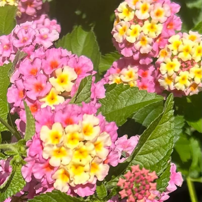Miniatura 6 de 2 Light Pink Lantana Plants Live Trees, Ready to Bloom, Hardy Long Blooming Seasons, Vibrant Colorful Perennial Fragrant, 5-10" in Tall, Full Sun