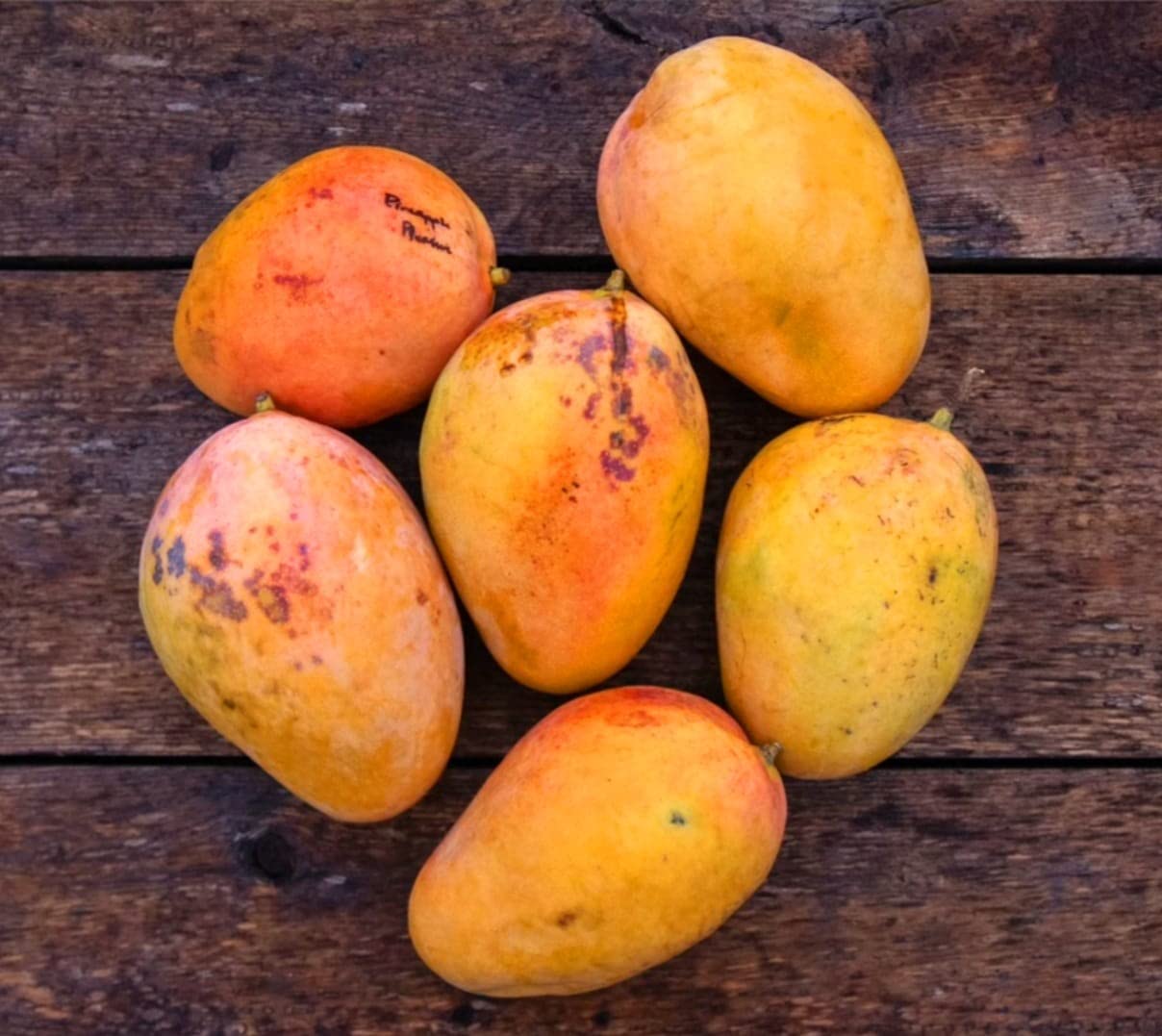 Garden Fields Pineapple Pleasure Mango Plant- Grafted Variant