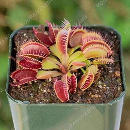 Amazon Co Jp スワングリーンホワイト 50個ピンクdi Onaea Muscipulaジャイアントクリップヴィーナスフライトラップ種子盆栽植物花種子食用植物種子ホワイト Diy 工具 ガーデン