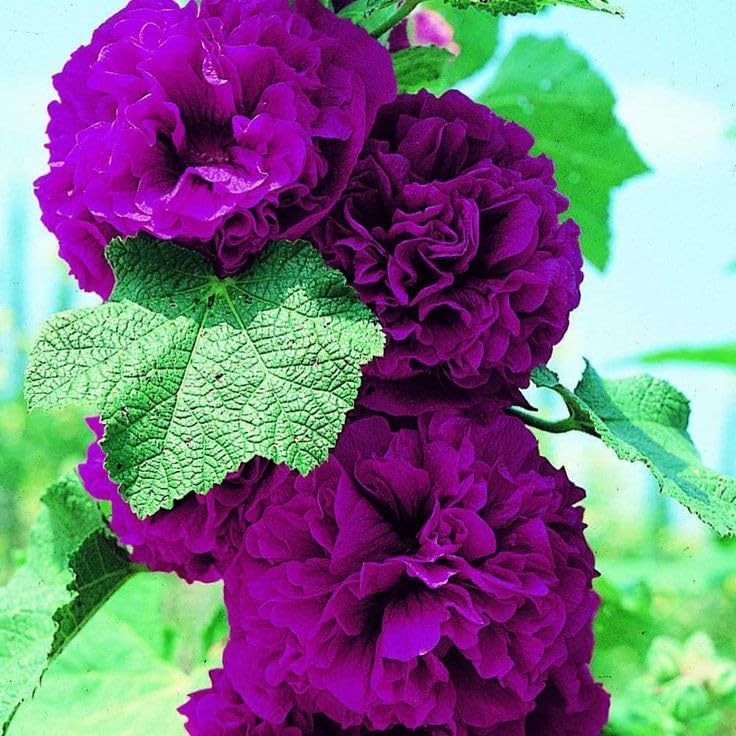 SVG® Hollyhock double flower seeds for planting home gardening 40 to 50 seeds (PURPLE) (B0CZ9M22DW) Amazon Price History, Amazon Price Tracker