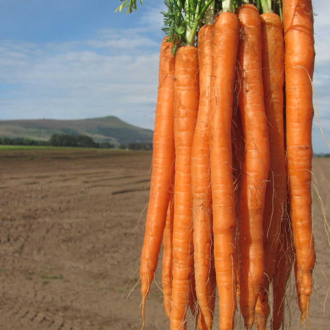 Carrot ‘Excalibur’ F1 Seeds – Long, Slender Orange Imperator Carrot – Easy to Grow, Hardy Annual Vegetable Seeds for Garden & Containers 1x Packet 200 Seeds by T&M