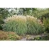 Miscanthus Sinensis 'Gracillimus' – Chinaschilf, Eulalia-Gras