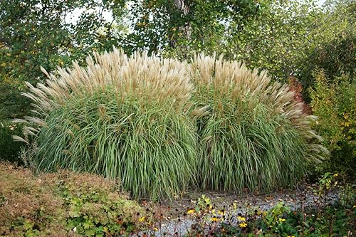 Chinaschilf Stauden Miscanthus sinensis im 5 Liter Topf