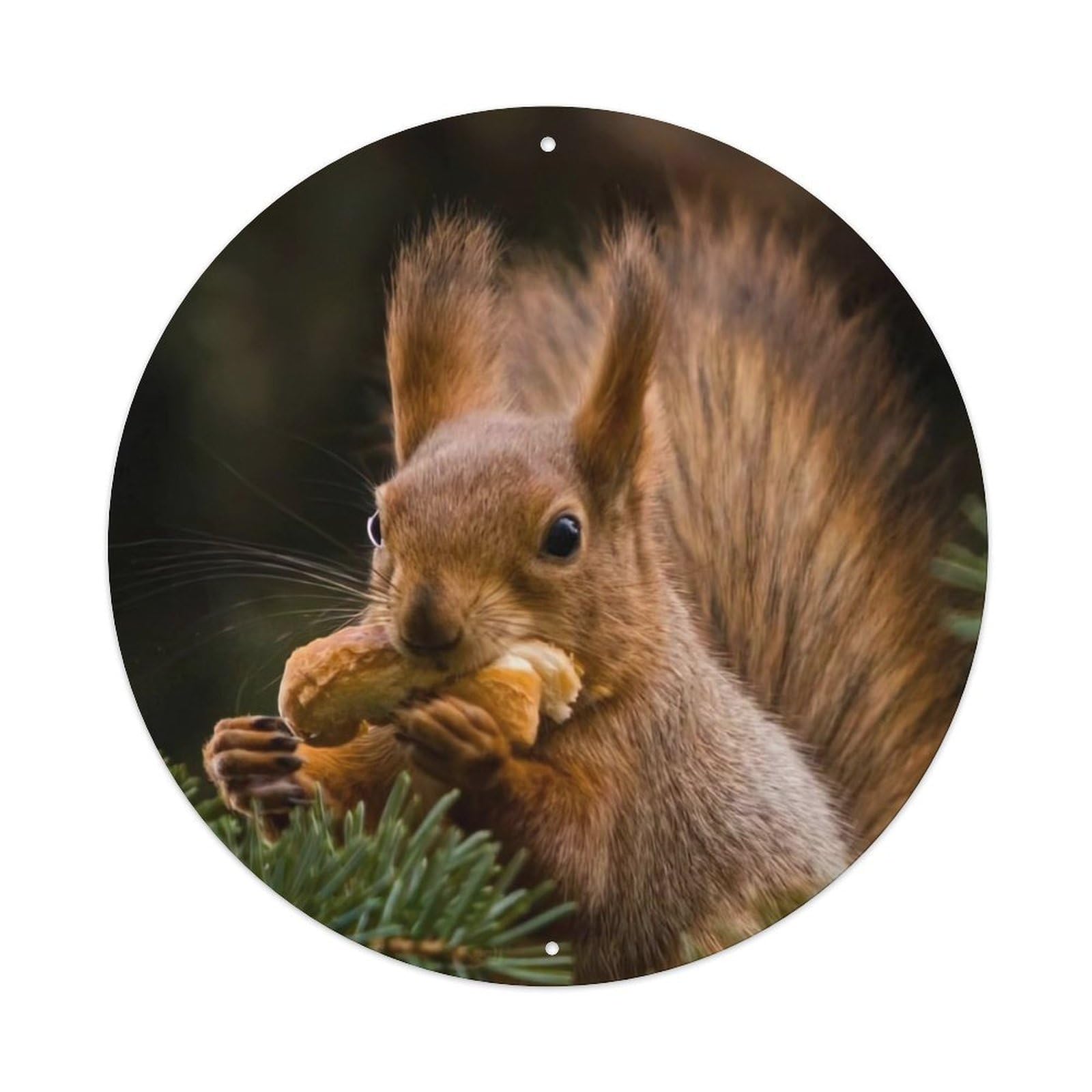 Animal Red Squirrel Eating Bread in Pine Forest Wildlife Nature Vintage Metal Tin Sign Plaque Wall Decor for Cafe, Club Bar, Office, Garden Metal Poster 8x8Inch