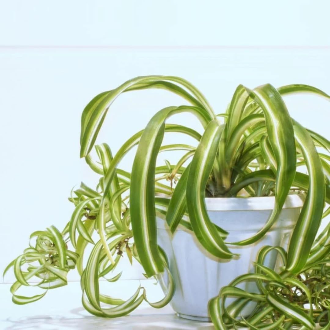 Amazon.com : Airplane Spider Plant Live, Curly Spider Plants Live  Houseplant in 4 Inches Pot, Indoor Oudoor Decor, Can Grow in Hanging Basket  : Patio, Lawn & Garden