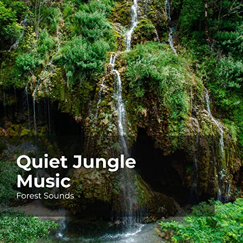 Amazon Music Unlimited Forest Sounds, Ambient Forest & Rainforest