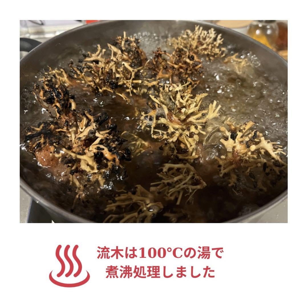 Amazon.co.jp: ミニ盆栽流木＋南米ウィローモス アクアリウム XS左