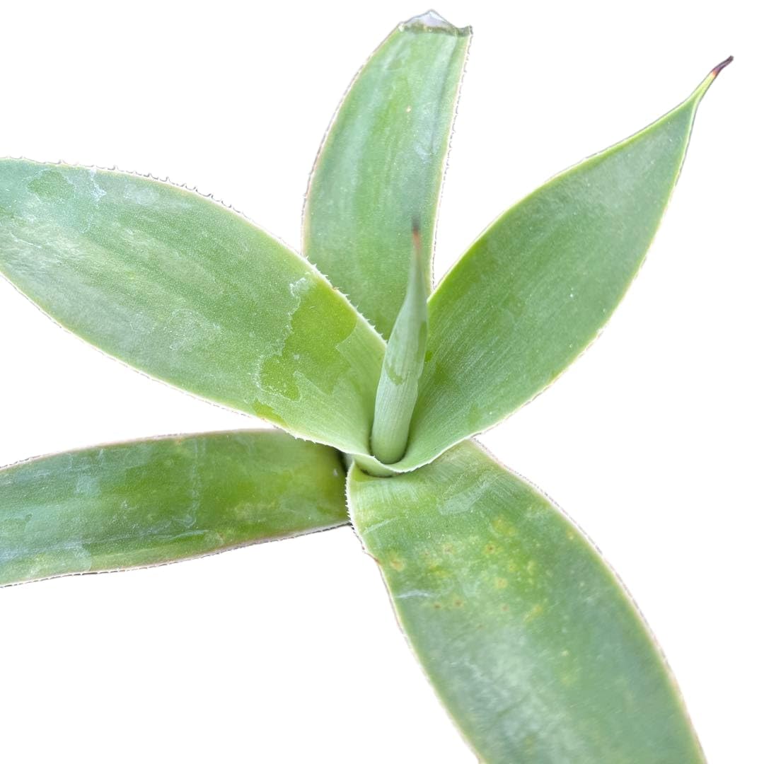 Amazon｜アガベ ブルーフレーム ブルーフレイム 観葉植物 多肉植物