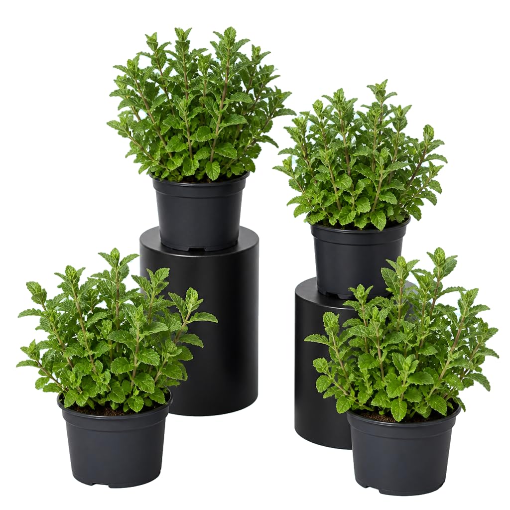 Menta para Mojito Mentha Spicata | Pack de 4 Unidades | 25-30 cm de Altura | para Cocina y Terraza | DECOALIVE