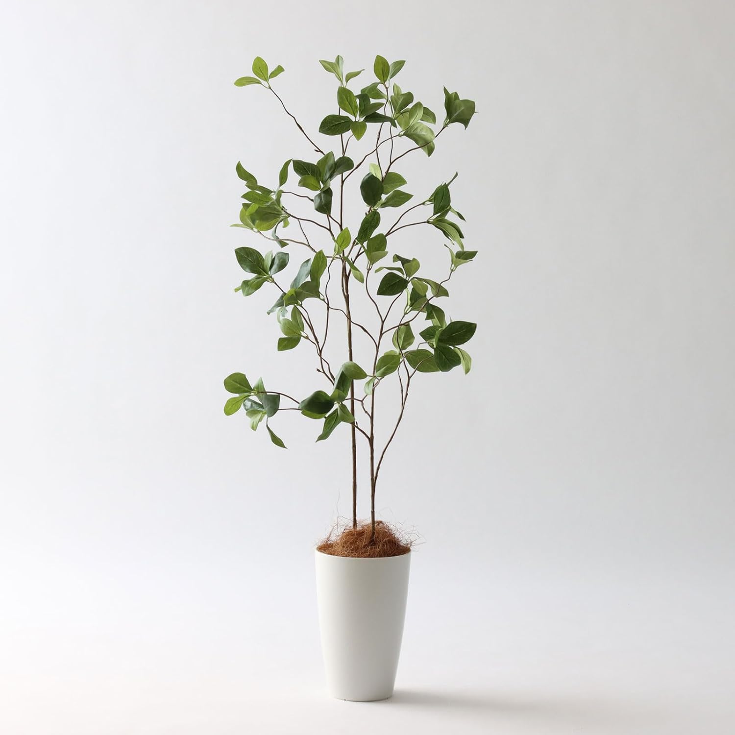 格安！！早い者勝ち【安心発根済み】 ユッカグロリオサ キミガヨラン