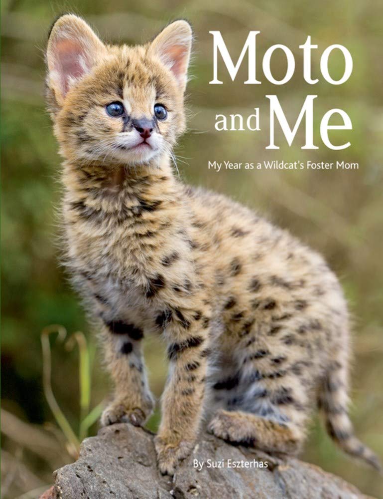 Moto and Me: My Year As a Wildcat's Foster Mom