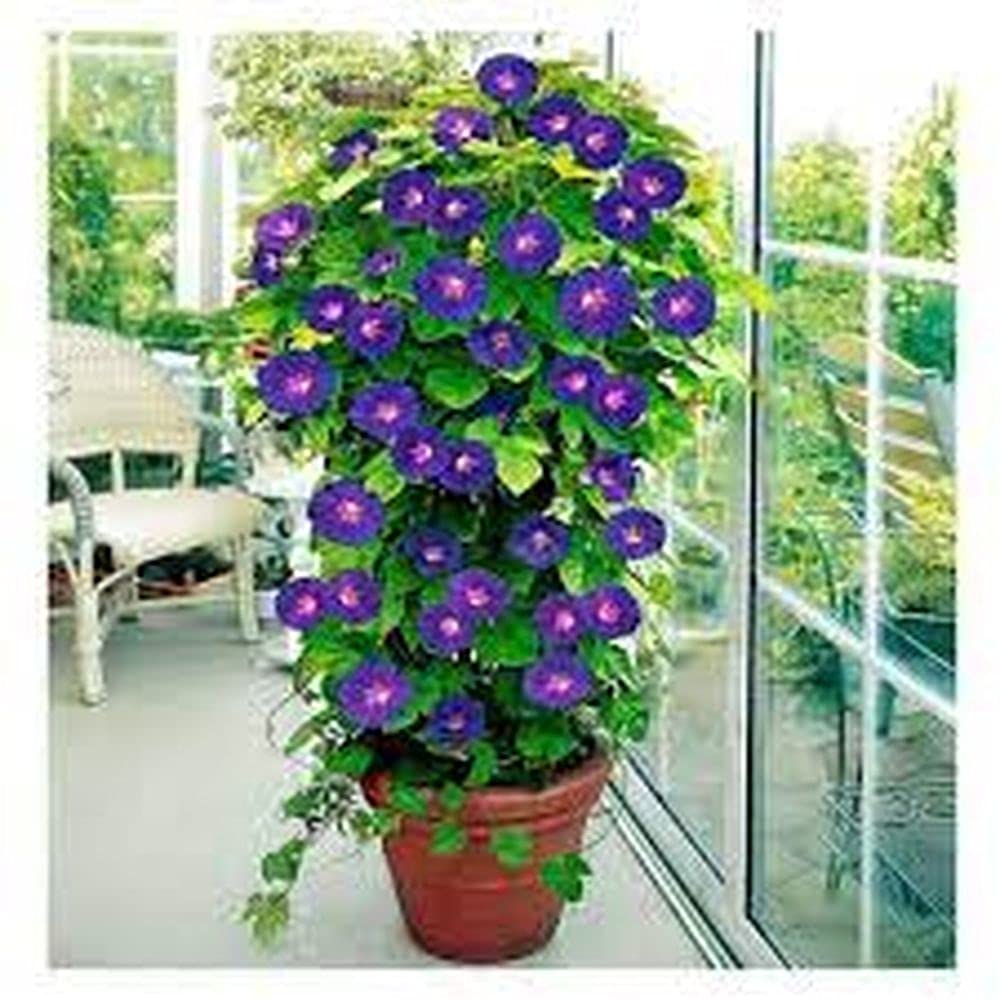 See full amazon price history chart for PLANTOGALLERY Morning Glory/Ipomia Flower Mixed F1 Good GERMINATION Hybrid CREEPER SEEDS (1) (PL-SEEDS-90) PLANTOGALLERY Morning Glory/Ipomia Flower Mixed F1 Good GERMINATION Hybrid CREEPER SEEDS (1) (PL-SEEDS-90) (B09B2M3N65) Amazon Price History, Amazon Price Tracker