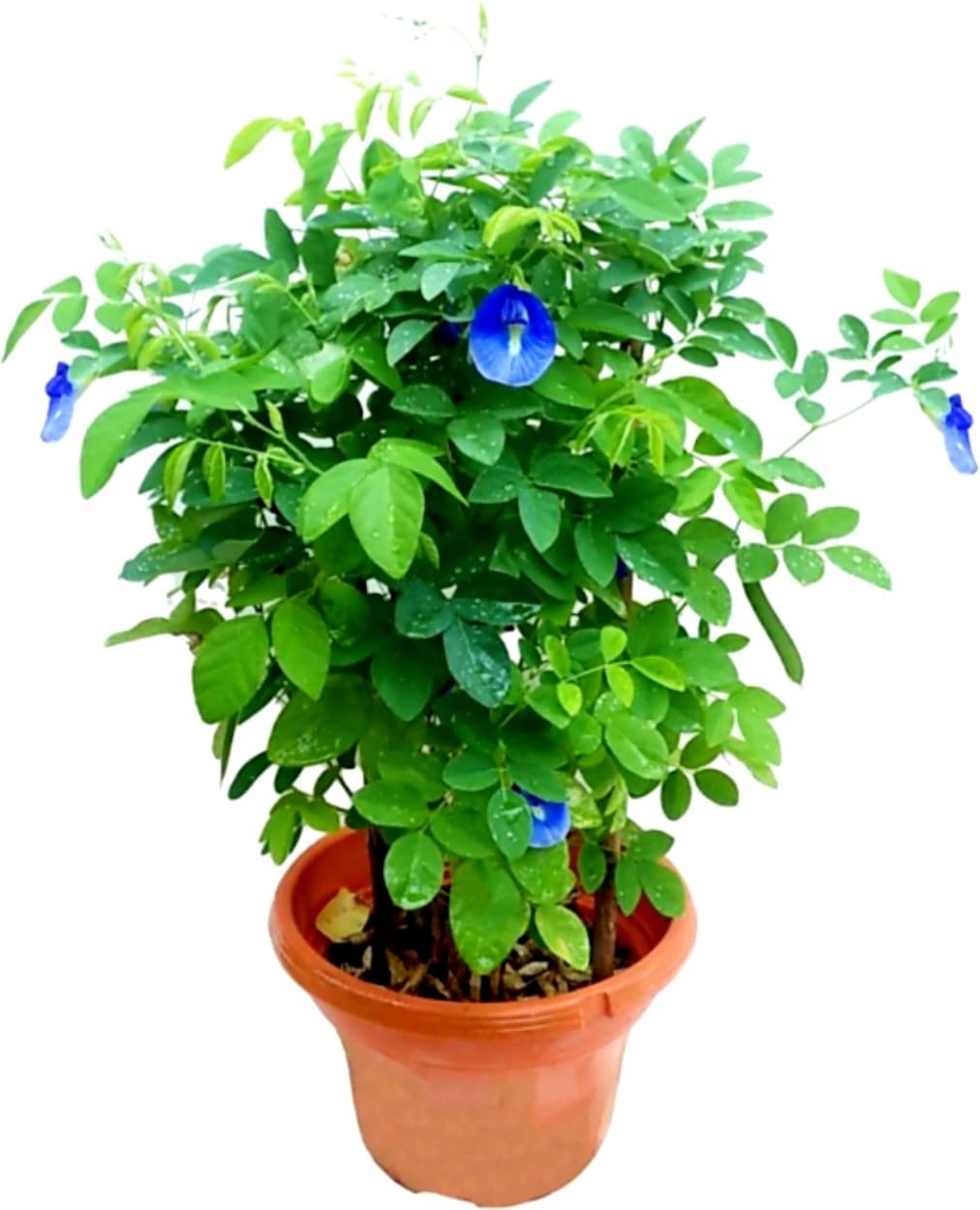 OXY GREEN PLANT®Blue Aparajita Nilkanth Pigeonwings Butterfly Pea Medicinal Healthy Plant (B0CTQYJMYJ) Amazon Price History, Amazon Price Tracker