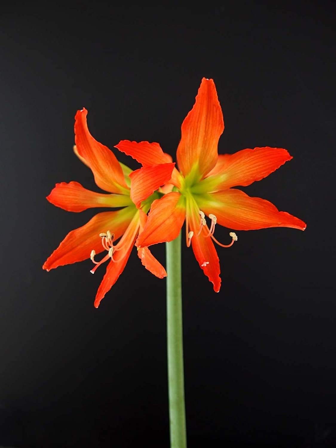 Aiden Gardens Rare Amaryllis Lilly Bulb Hippeastrum Hybrid 'punecium' Lilly 2 Bulbs-image-5