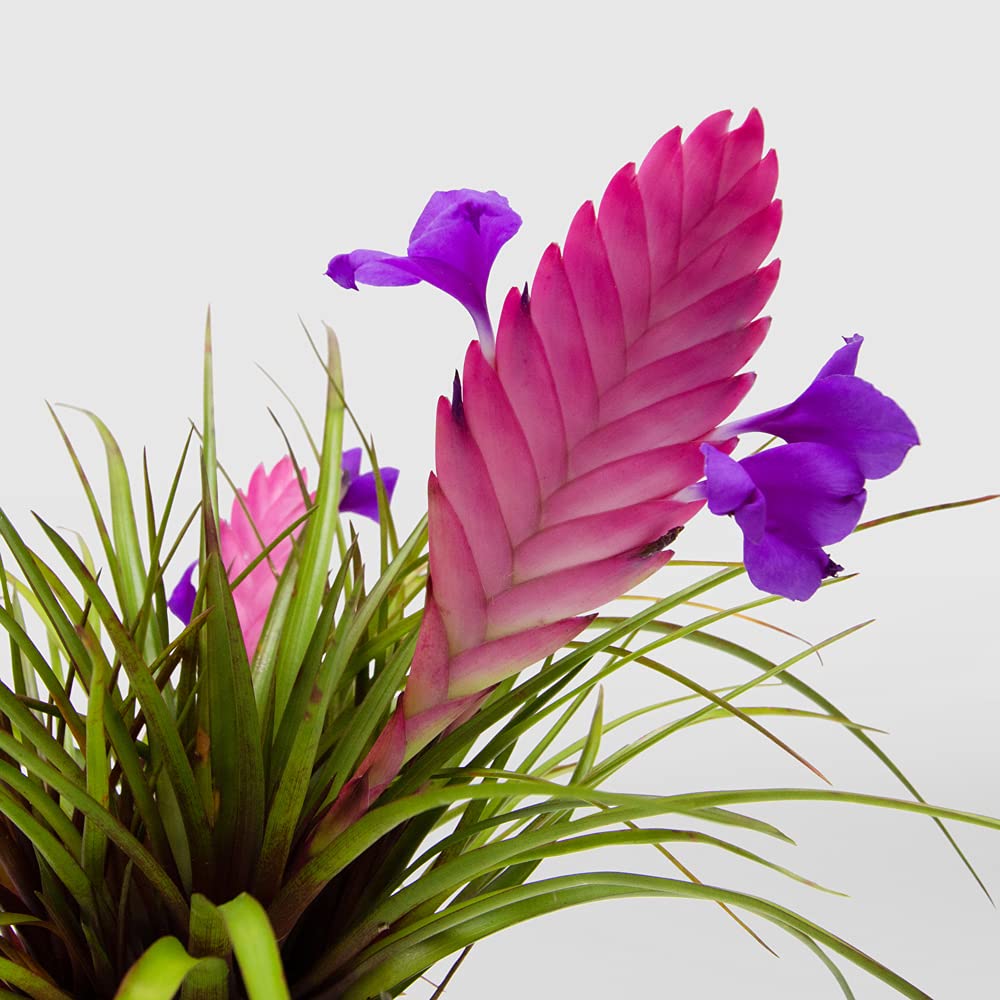 Mphmi Live Plant Nursery NCR Plantslive Tillandsia Cyanea, Pink Quill (Green) - Plant (B0C4H43DXY) Amazon Price History, Amazon Price Tracker