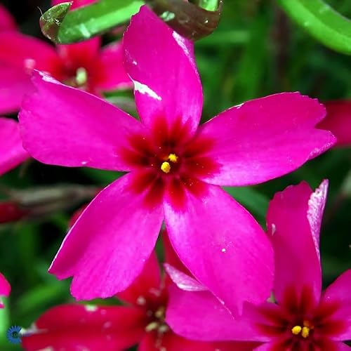 Classy Groundcovers, Phlox 'Scarlet Flame', Creeping Phlox, Moss Phlox (Flat