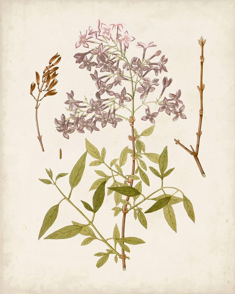 Poster vintage Arbres fleuris I - Inconnu (61 x 91,4 cm)