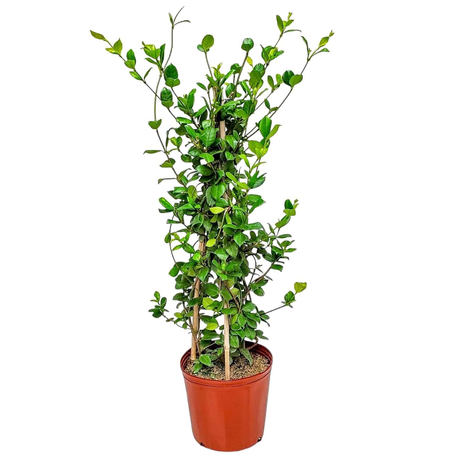 Confederate Jasmine Plant - Live Plant Trellis - Overall Height 36" - Tropical Plants of Florida (Plant Only)
