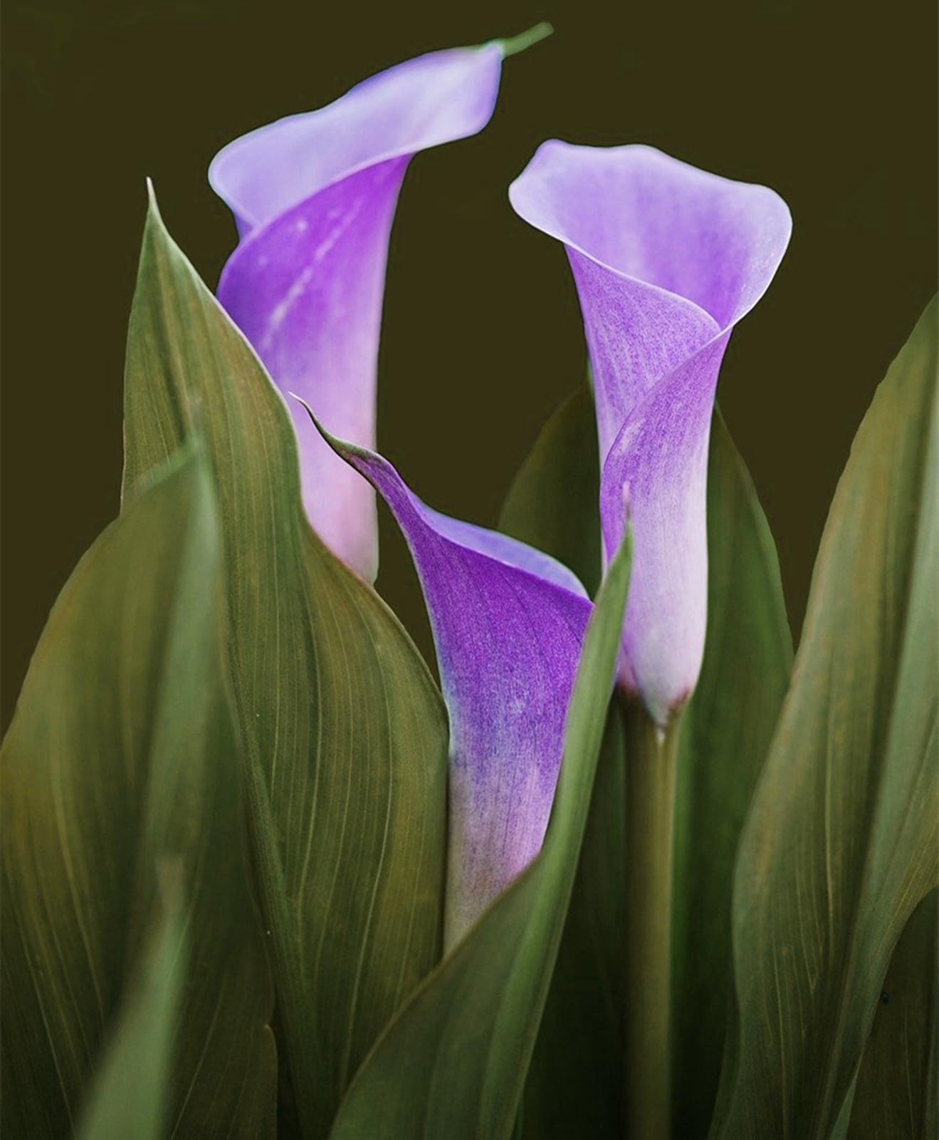 Calla Lily Plants for Sale,Calla Lily Plants and Bulbs, Ideal for Cut Flowers and Wedding Decor.-8bulbs-H