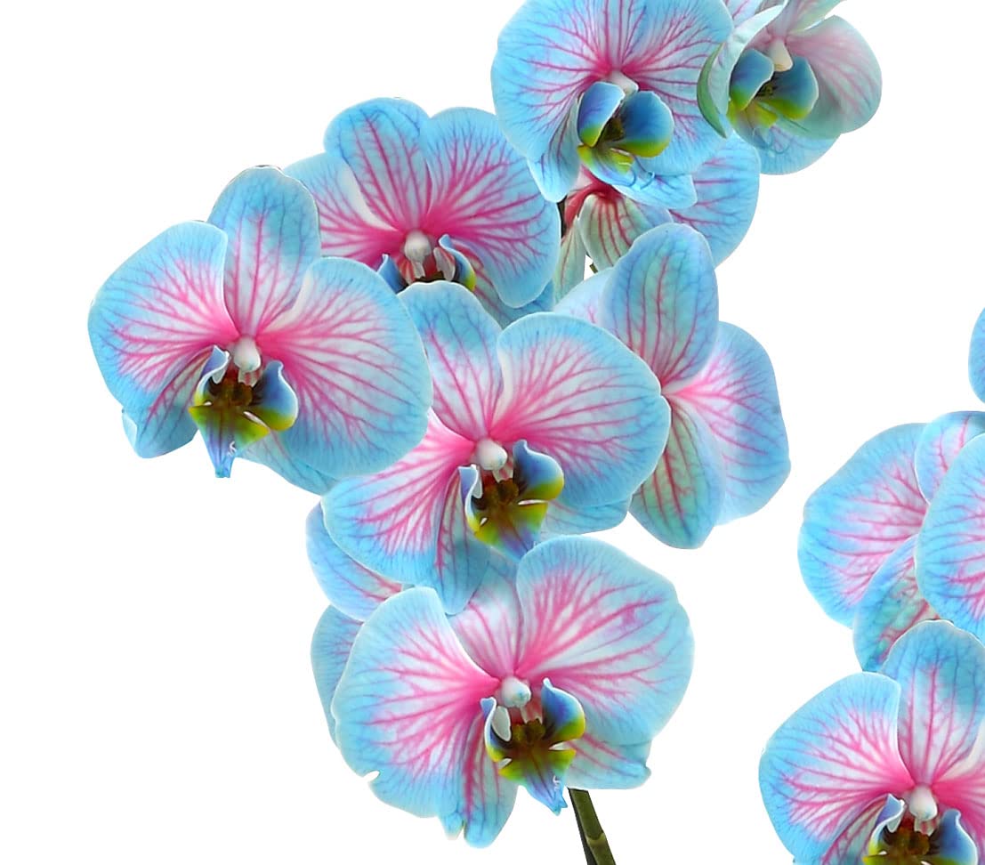 Dehner Schmetterlingsorchidee Blue Wonder, Phalaenopsis cultivars, hellblaue und pinke Blüten, 50-60 cm, Ø Topf 12 cm, Zimmerpflanze