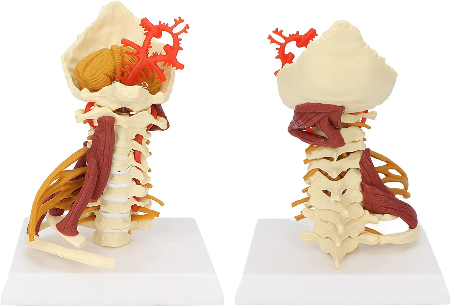 Modelo Anatómico De La Columna Cervical Human Cervical Spine With Muscle Nerve Brainstem Occipital Spine Medical Teaching Anatomical Bone Model Detachable