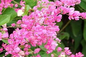 5+ Pink Coral Vine Seeds for Planting - Outdoor Antigonon Leptopus Seeds...