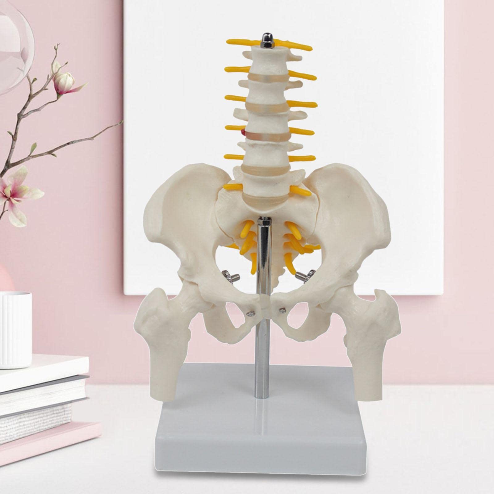 Generico Modelo de Esqueleto de Pelvis Humana con Herramientas de Enseñanza de Vértebras