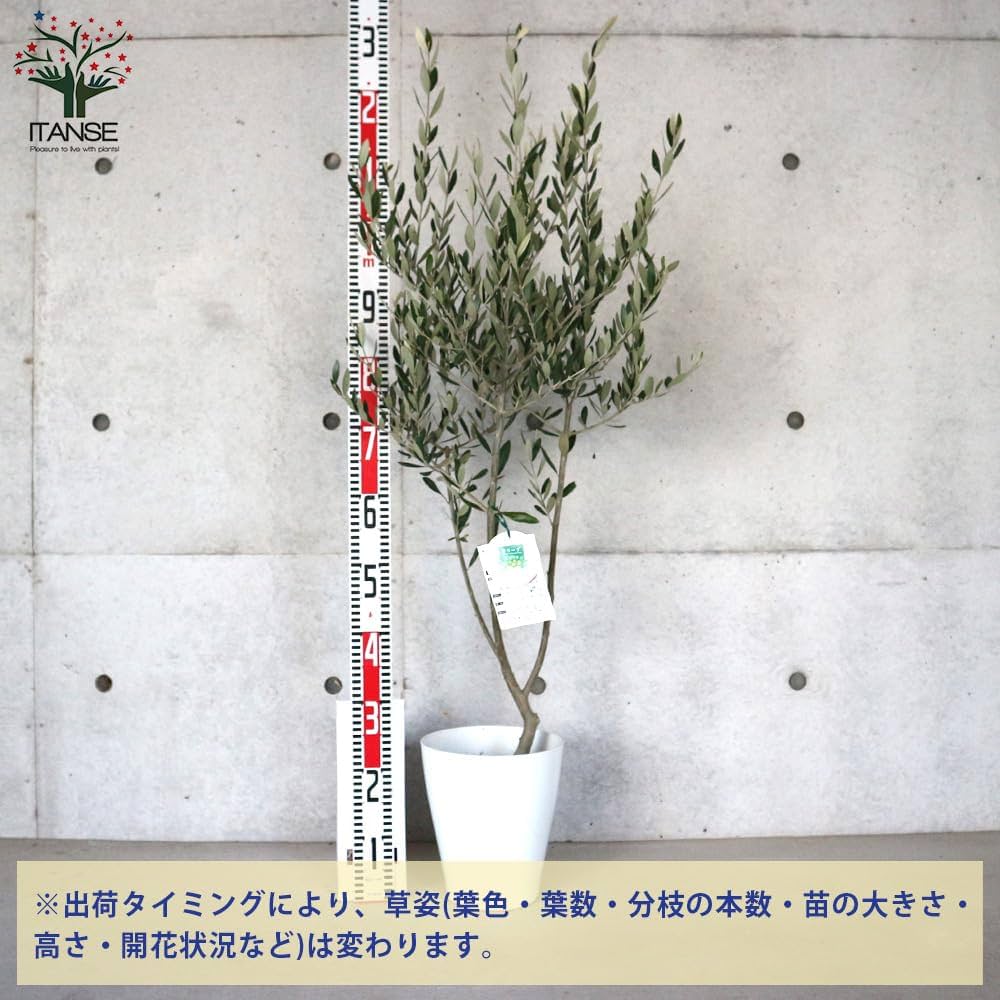 Amazon.co.jp: ITANSE オリーブの苗木 品種：ミッション