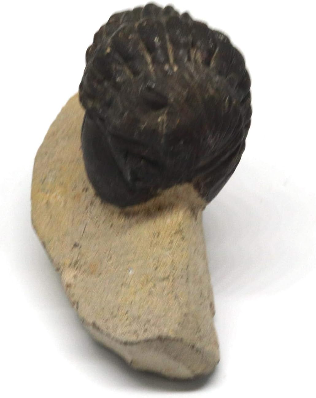Reedops Trilobite Fossil Morocco 390 Million Years Old #15212 7o