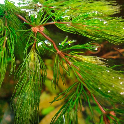 Hornwort Red Stems - Ceratophyllum Demersum Rotstengelig - 1 Mazzo - Piante vive per acquario