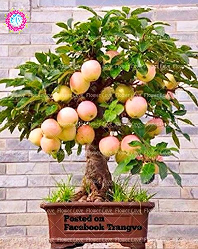 Semillas 30PCS Bonsai árbol enano semillas de árboles super dulce fruta orgánica...