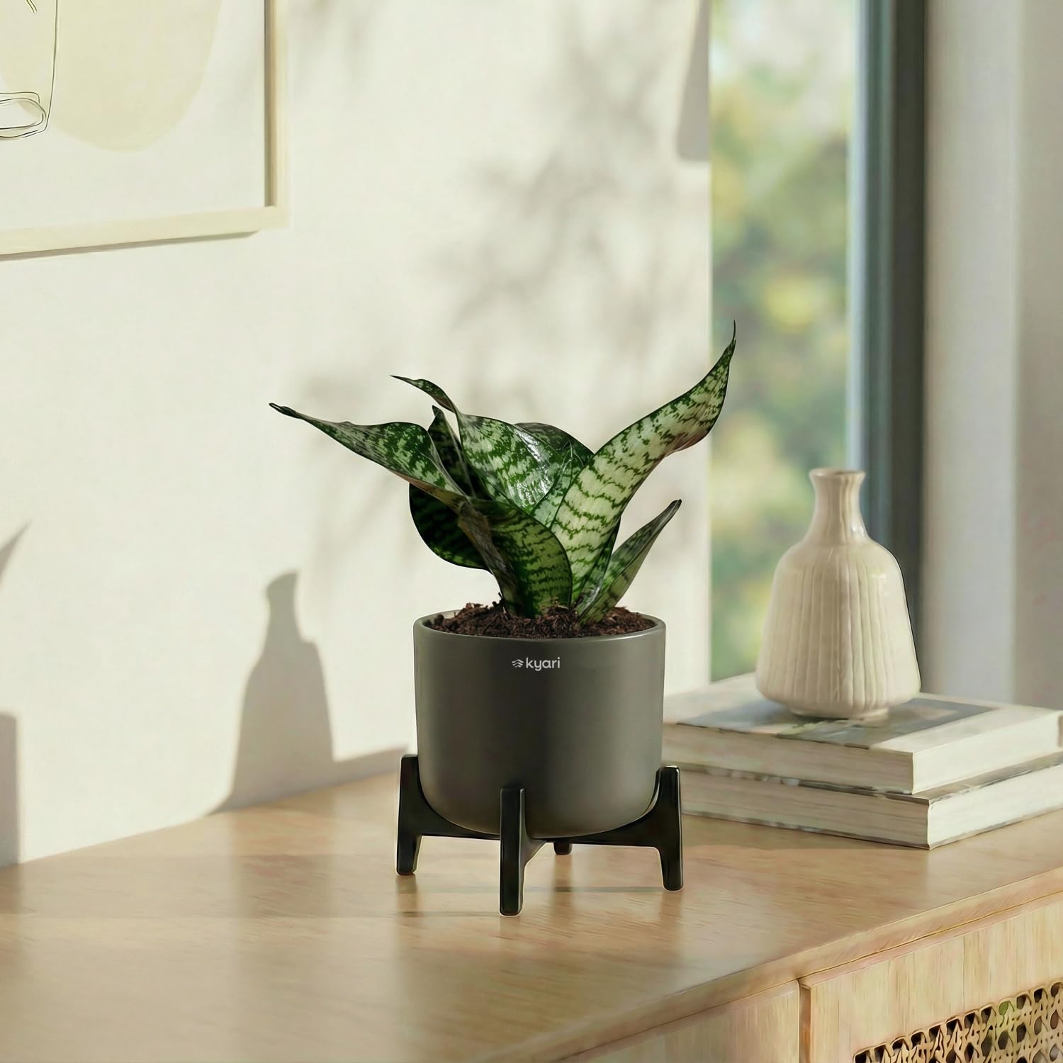 Kyari Sansevieria Green Snake Air Purifier Plant with Aira Self Watering Pot (dark grey)