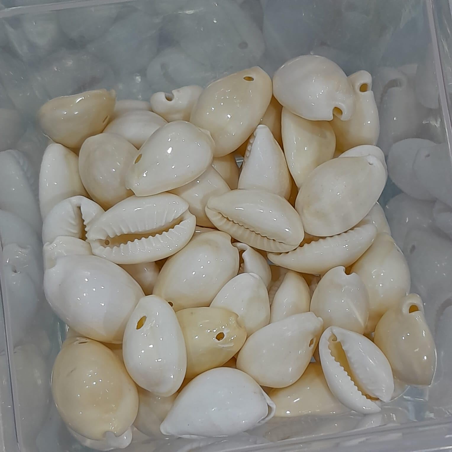 GenericA1 Traders Natural Big White Kodi Kauri Gavvalu Cowry Shells – 100 Pieces of Pre-Drilled Cowrie Shells Perfect for Puja, Decoration, and Boho Tribal Jewelry Craft Projects