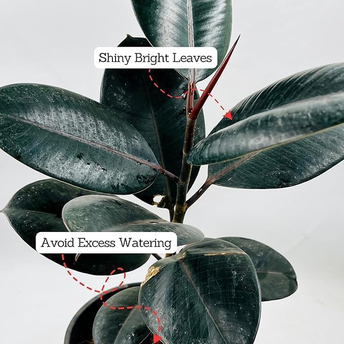 Image of Live Rubber Plant (Ficus elastica) - Air Purifying Indoor Houseplant, Elegant Dark Green Leaves, 1 Healthy Sapling in Paper bag | Easy Care | Home & Office Decor inch