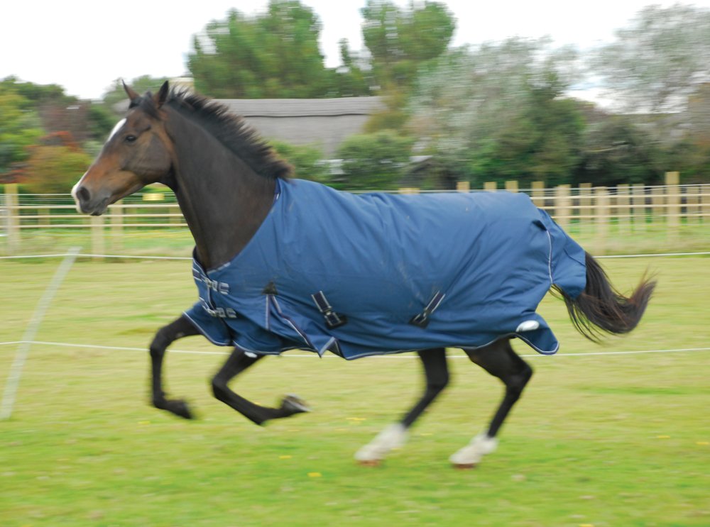Rhinegold Arizona 100g Horse Turnout Rug 600d Standard Neck 4.9, Navy