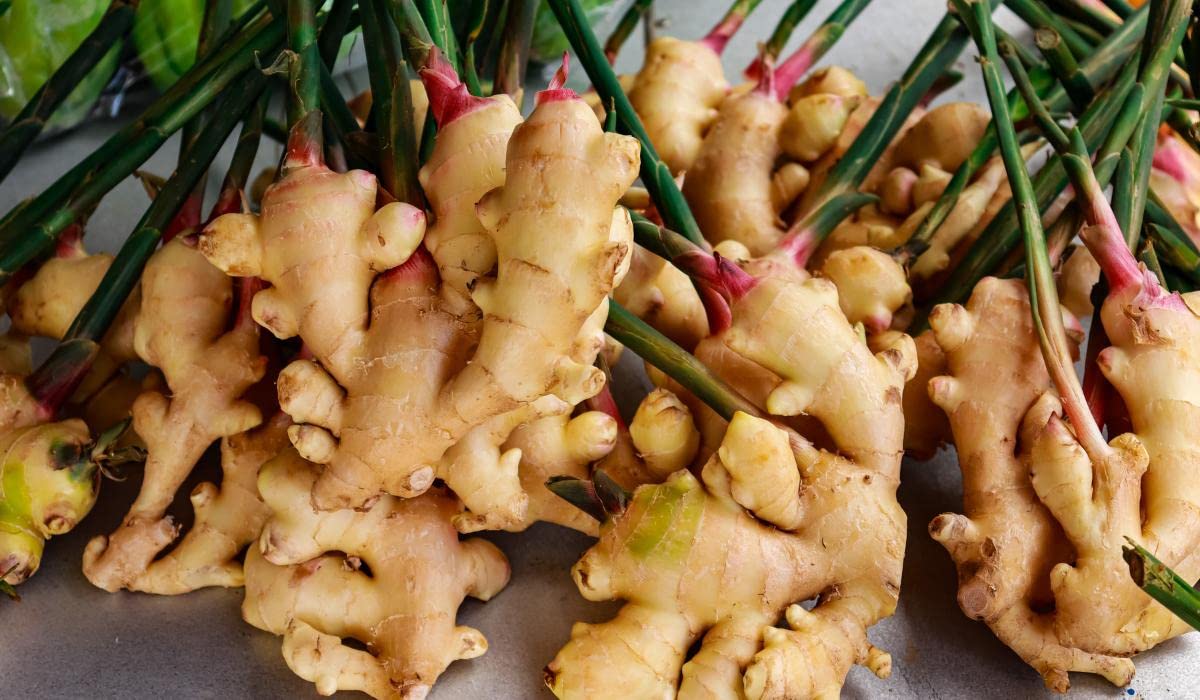 Ginger seeds, Seeds for ginger helthy seeds (2 seeds) (B0BZLCRM3Y) Amazon Price History, Amazon Price Tracker