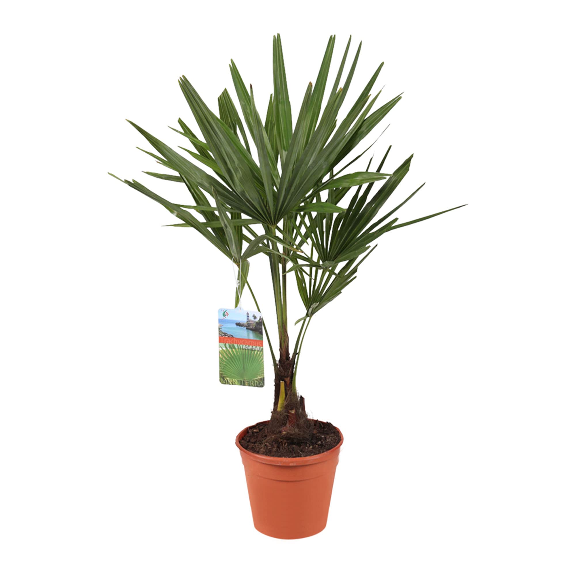 Trachycarpus fortunei | Chinesische Hanfpalme | Höhe 130-140 cm | Topf-Ø 27 cm