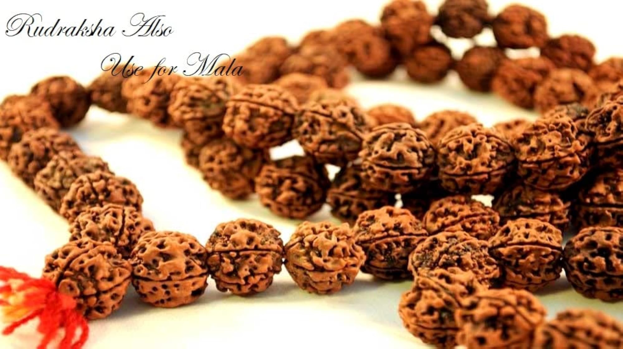 13 Mukhi Rudraksha, Lab Certified Oval Shape