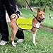 Rescue Dog Jacket Vest Adopt Me Pet Vest Foster Dog Slogan Vest (Adopt Me-Small)